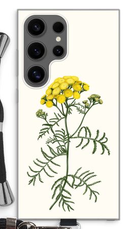 Tansy