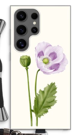 Purple poppy