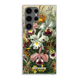 Haeckel Orchidae