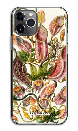 Haeckel Nepenthaceae