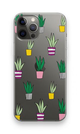 Sanseveria