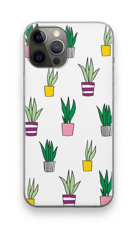 Sanseveria