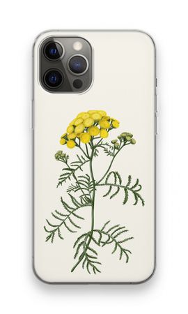 Tansy
