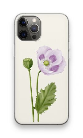 Purple poppy