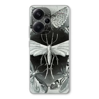 Haeckel Tineida