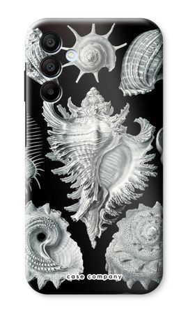 Haeckel Prosobranchia