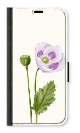 Purple poppy