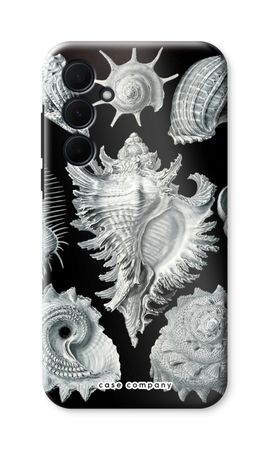 Haeckel Prosobranchia
