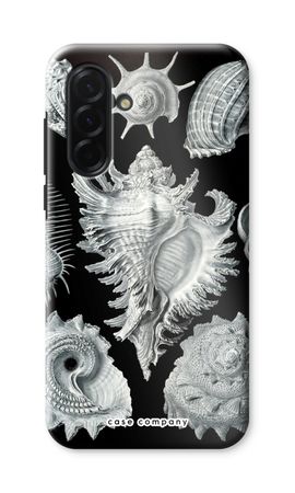 Haeckel Prosobranchia