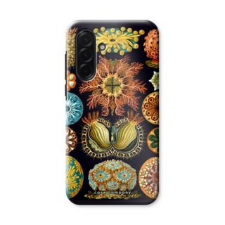 Haeckel Ascidiae
