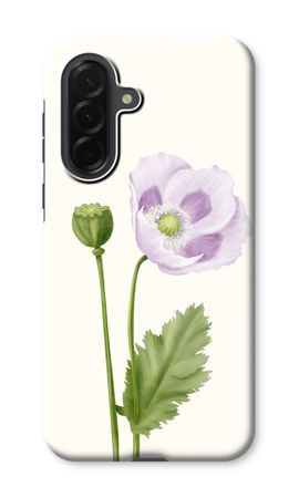 Purple poppy