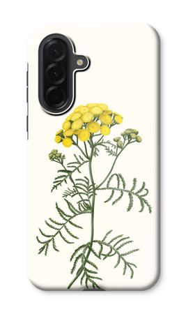 Tansy