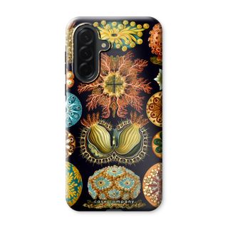 Haeckel Ascidiae