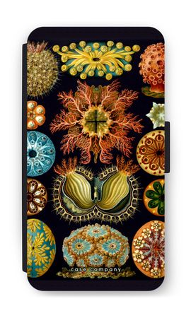 Haeckel Ascidiae
