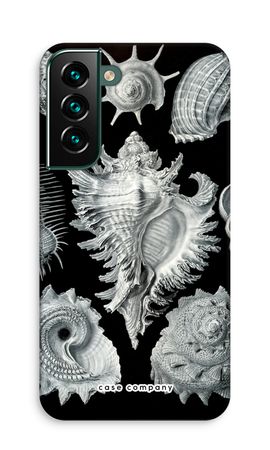 Haeckel Prosobranchia