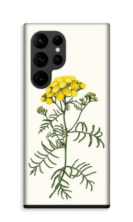 Tansy