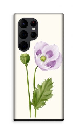 Purple poppy
