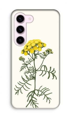 Tansy