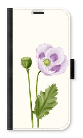 Purple poppy