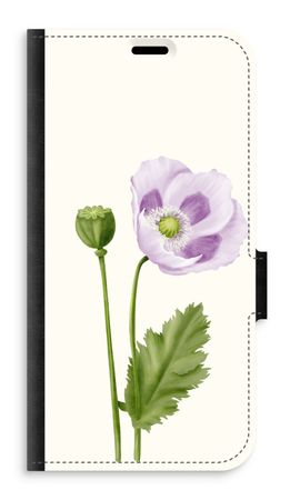 Purple poppy