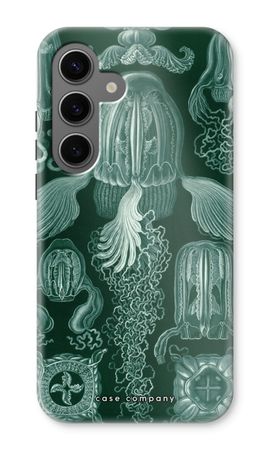 Haeckel Cubomedusae