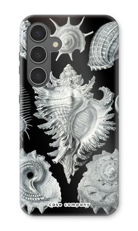 Haeckel Prosobranchia