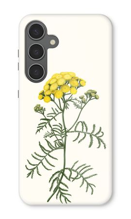 Tansy
