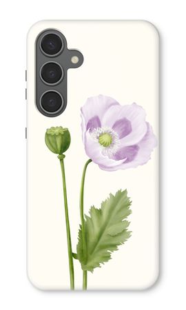 Purple poppy