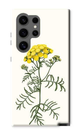 Tansy