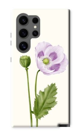 Purple poppy