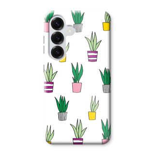 Sanseveria