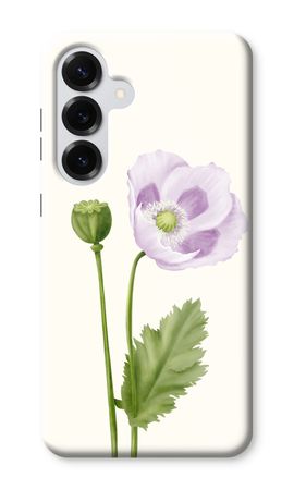Purple poppy