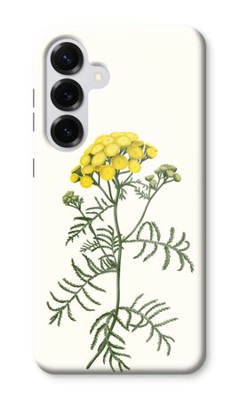 Tansy