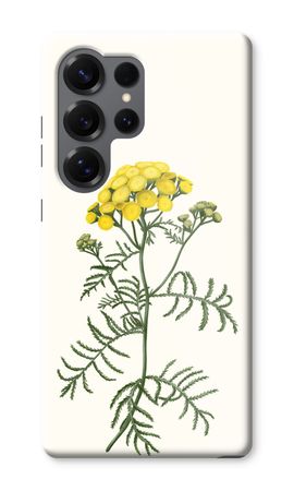 Tansy