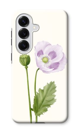 Purple poppy