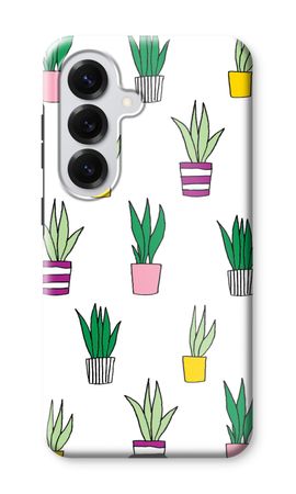 Sanseveria