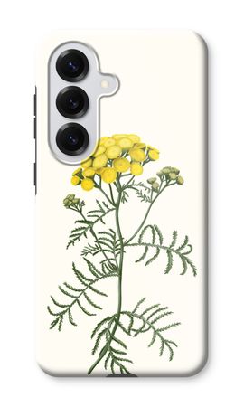Tansy