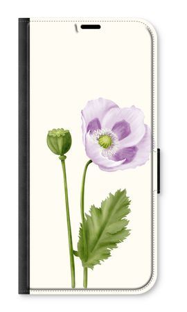 Purple poppy