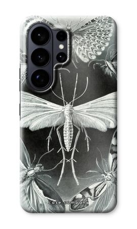 Haeckel Tineida