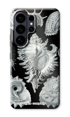 Haeckel Prosobranchia