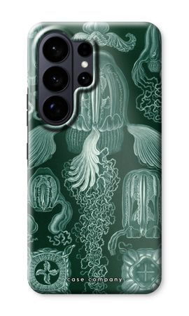 Haeckel Cubomedusae