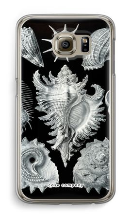 Haeckel Prosobranchia