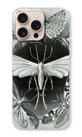 Haeckel Tineida