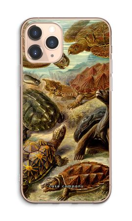 Haeckel Chelonia