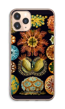 Haeckel Ascidiae