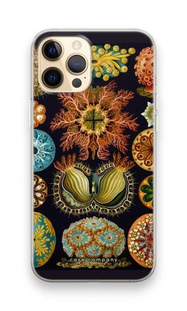 Haeckel Ascidiae