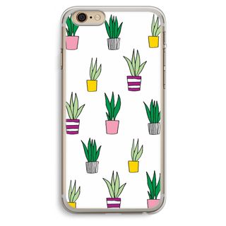 Sanseveria