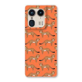 Cheetah