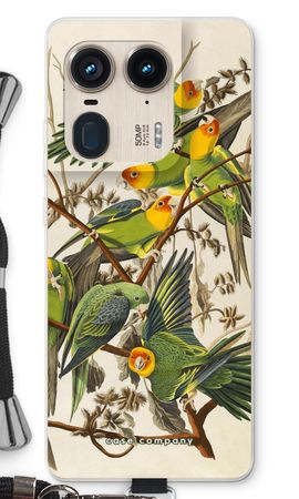 Carolina Parrot