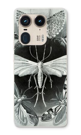 Haeckel Tineida